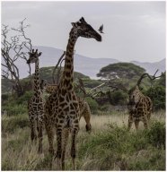 girafe